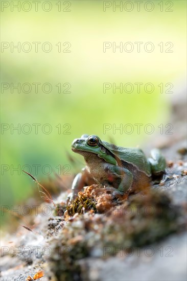 Europaeischer Laubfrosch