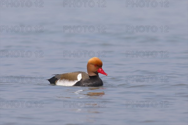 Red-crested Pochard