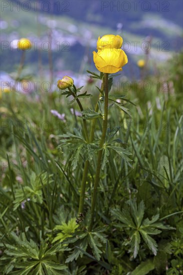 European globeflower