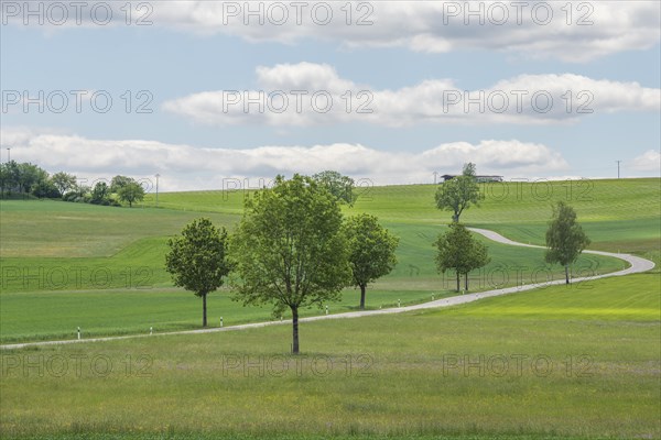 Nature reserve of Rotenbach meadows in High Black Forest. Friedenweiler