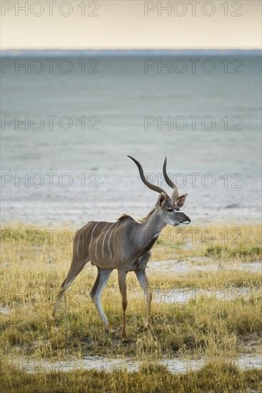 Greater kudu