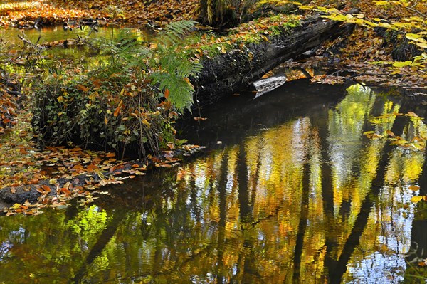 Rotbach in the autumnal Hiesfeld Forest