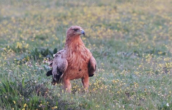 Kaiseradler