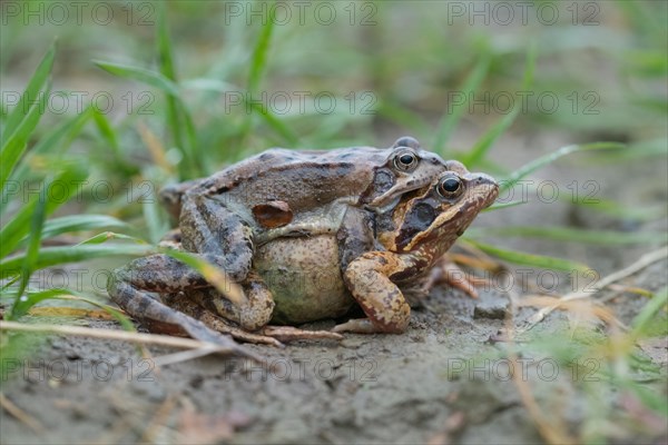 Grasfrosch