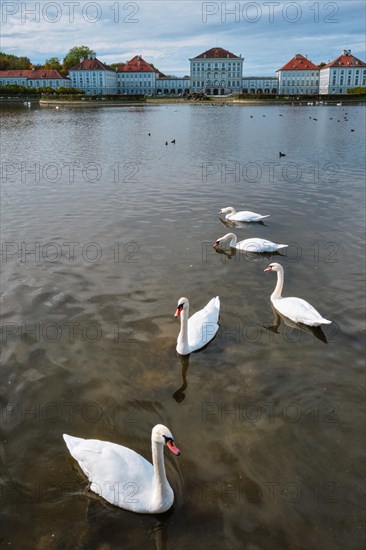 Swans in pond in front of the Nymphenburg Palace