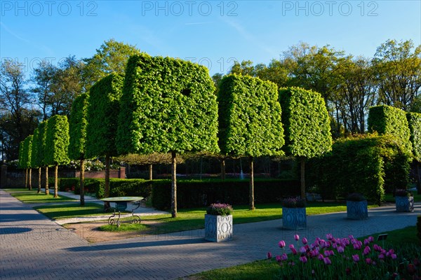 Keukenhof flower garden with clipped trees