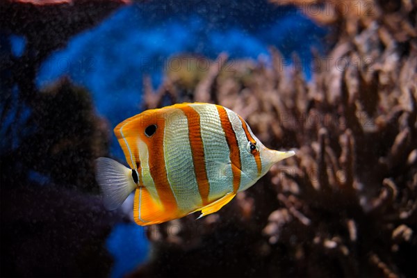 Copperband butterflyfish