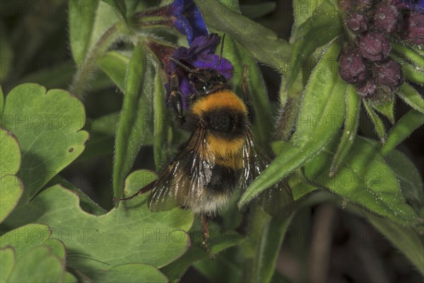 Large earth bumblebee