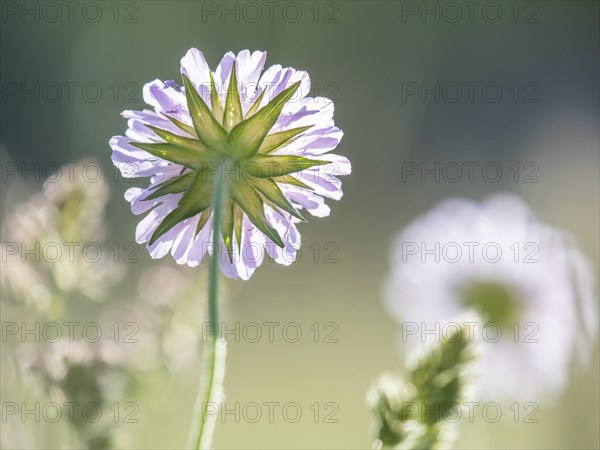 Field scabious