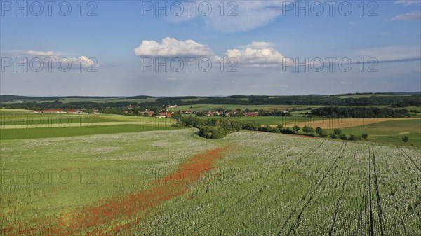 Field with Waldviertel grey poppy