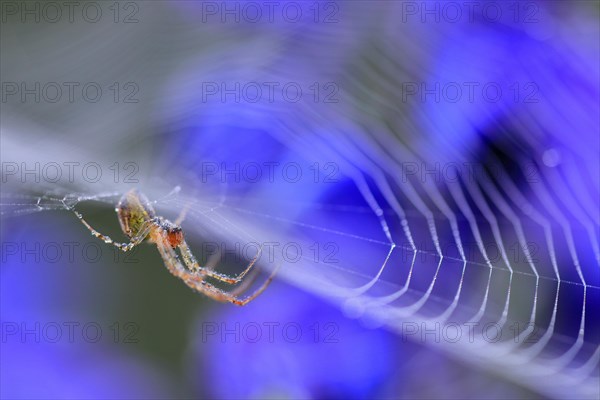 Spider in web