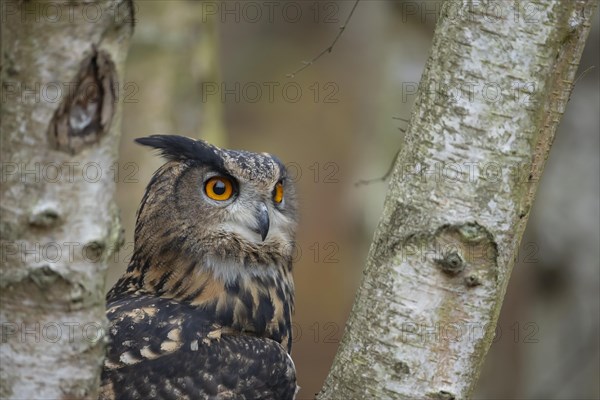 European eagle owl