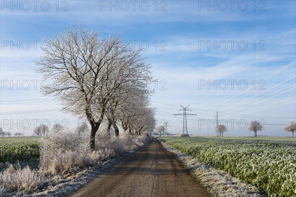 Trees and landscape with hoarfrost