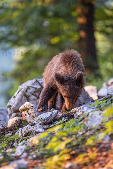 European Brown bear