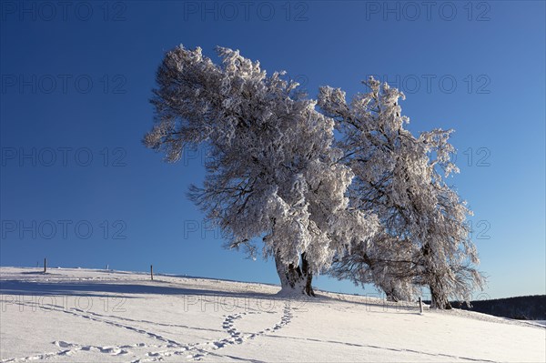 European beech