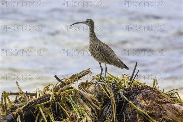 Long-billed curlew