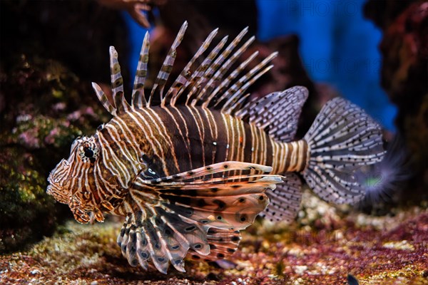 Red lionfish