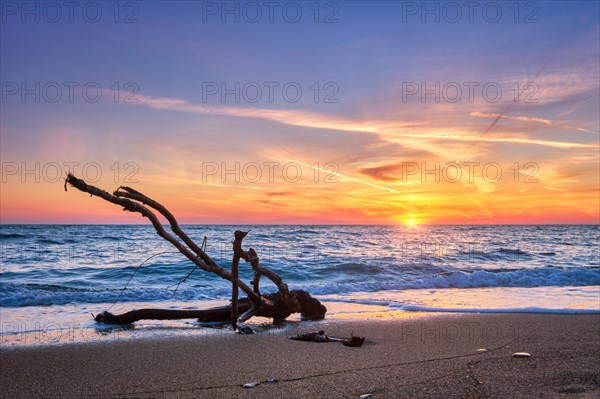 Ld wood trunk snag in water at tropical beach on beautiful sunset