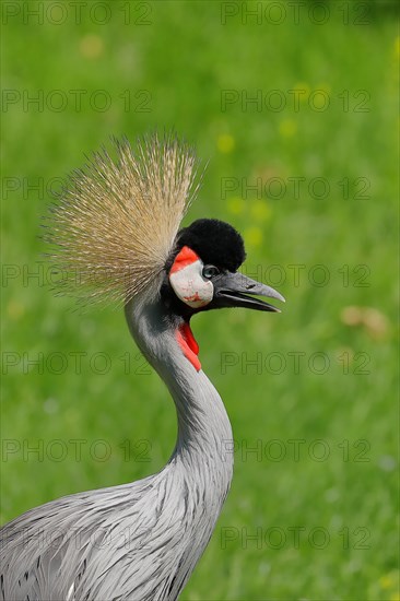 Black crowned crane