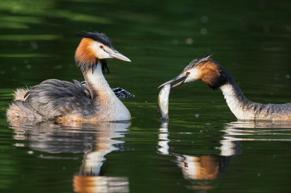 Pair of great crested grebe