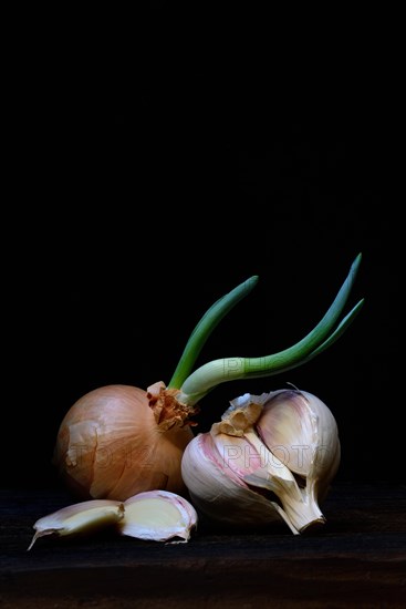 Sprouting common onion