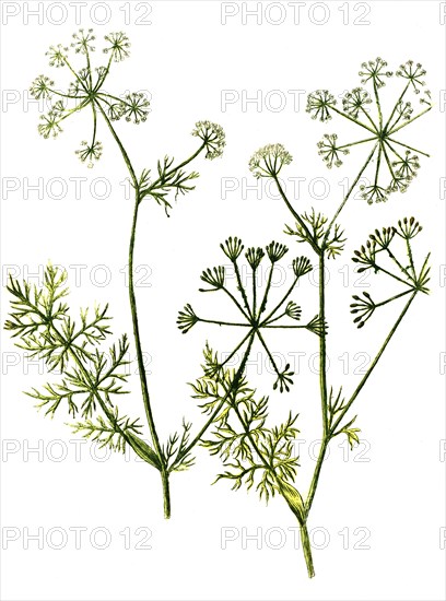 Caraway