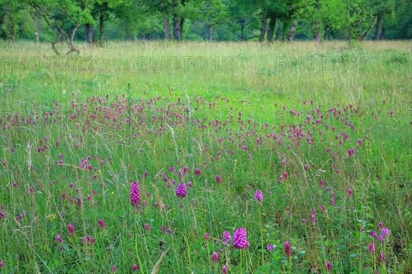 Group of quail wheat