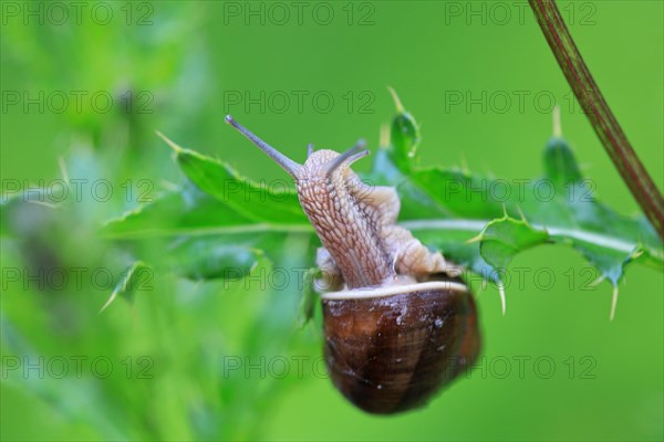 Roman snail