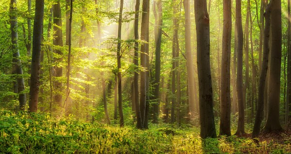 Lichtdurchfluteter naturnaher Buchenwald