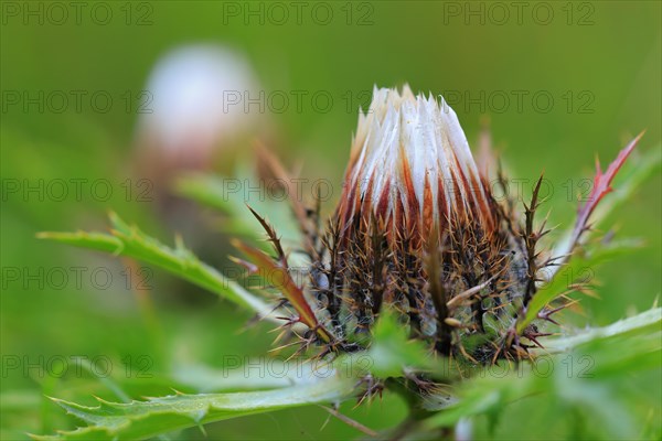 Silver thistle