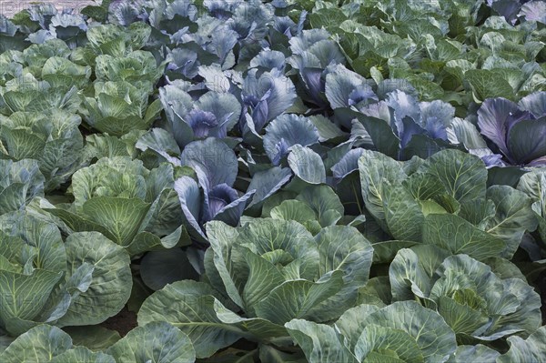 White cabbage