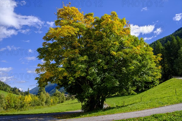 Tree on the Falschauer Bach