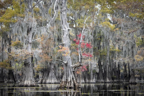 Bald cypresses