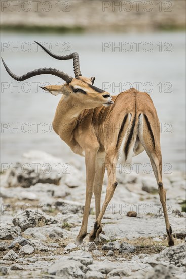 Black-faced impala