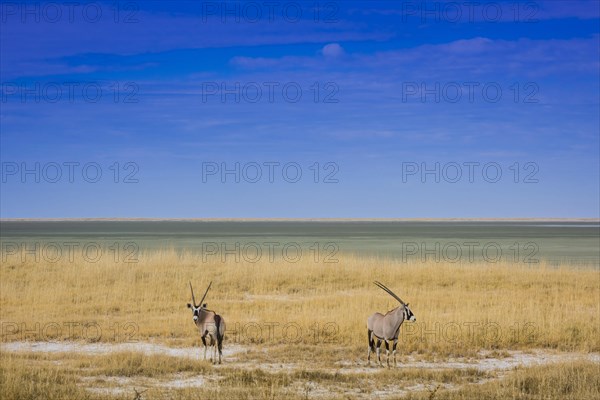 Landscape with gemsbok