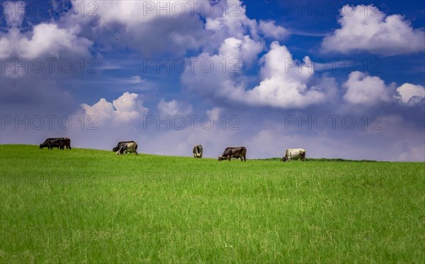 Cows in the field eating grass