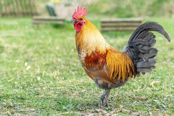 Rooster in a farmyard. Educational Farm