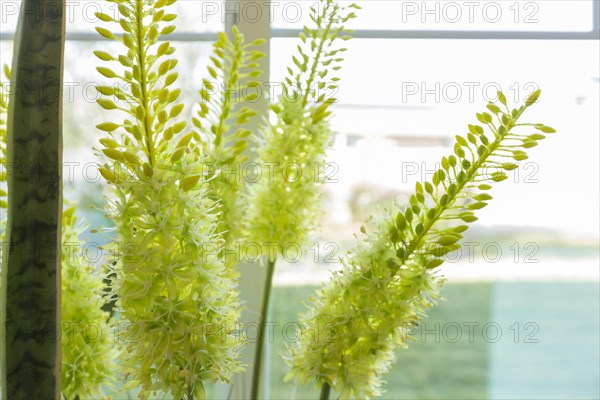 Abstract of green succulent plant in A window