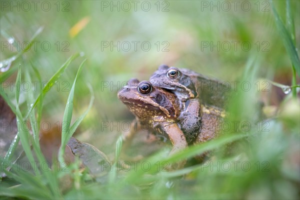 Grasfrosch