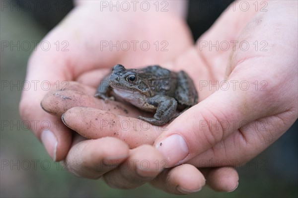 Grasfrosch