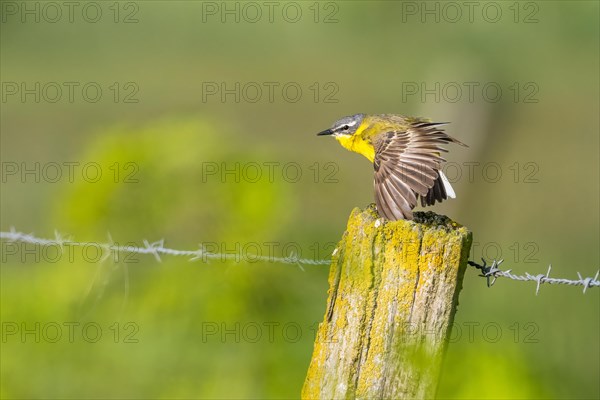 Meadow Wagtail