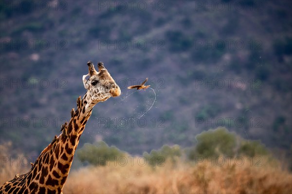 Masai giraffe