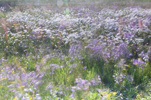 Blur experiment on a flowering meadow in summer