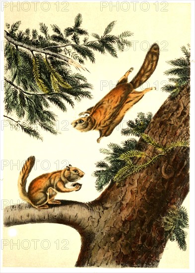 Northern sliding squirrel