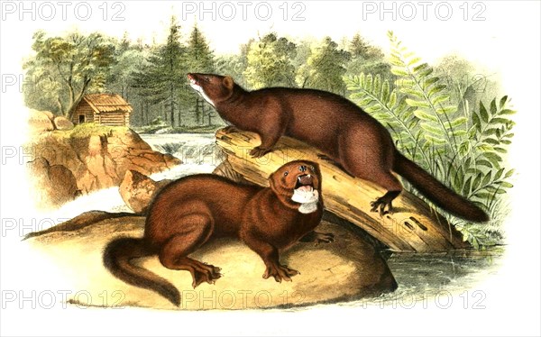 American Mink