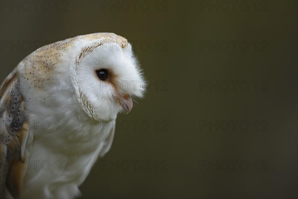 Barn owl