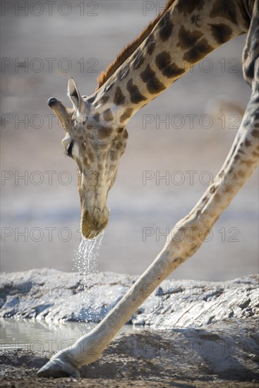 Angolan giraffe