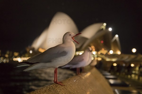 Silver gull