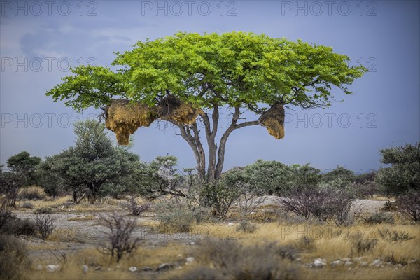 Tree with nest of Social weaver