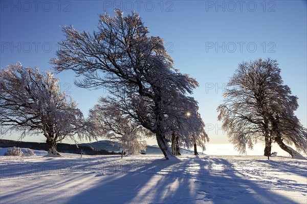 European beech